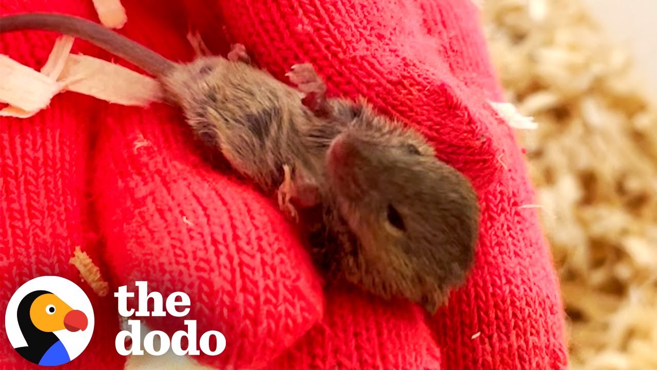 Couple Rescues A Tiny Mouse From The Grocery Store | The Dodo