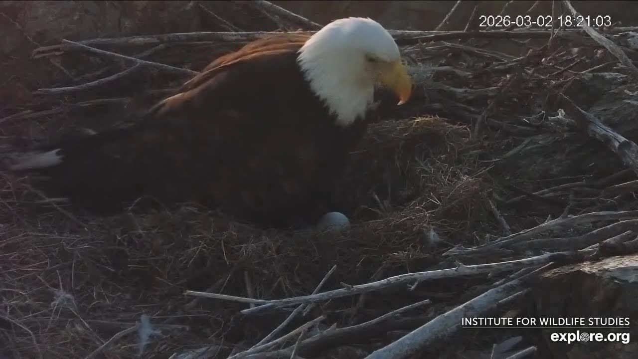 Cholyn Lays Egg #3  (Two Harbors Cams Powered by Explore.org)