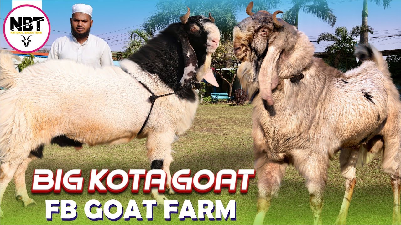 Big Kotq Goat At FB Goat Farm