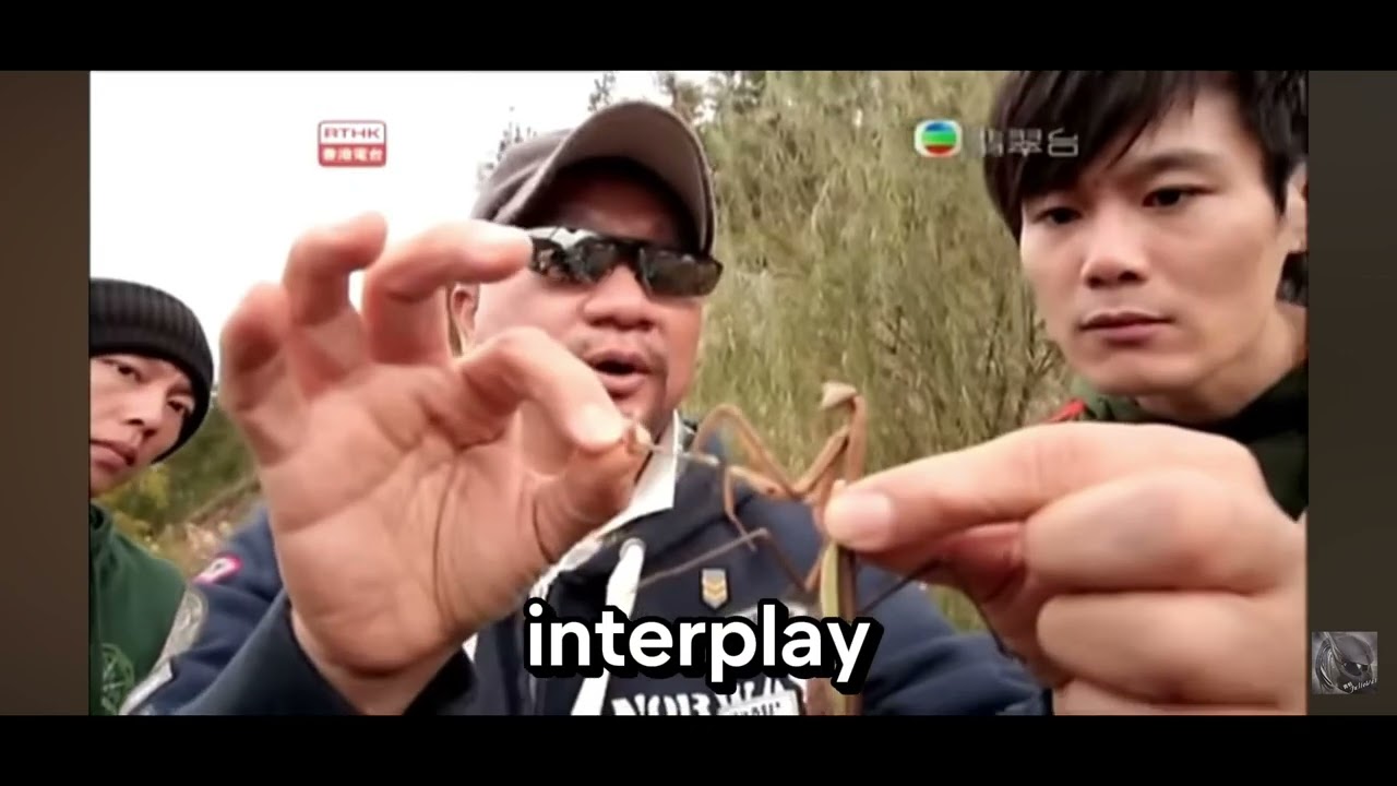 Northern  Praying Mantis vs Southern Praying Mantis #qigong #shaolinkungfu #shaolin #kungfu #yilong