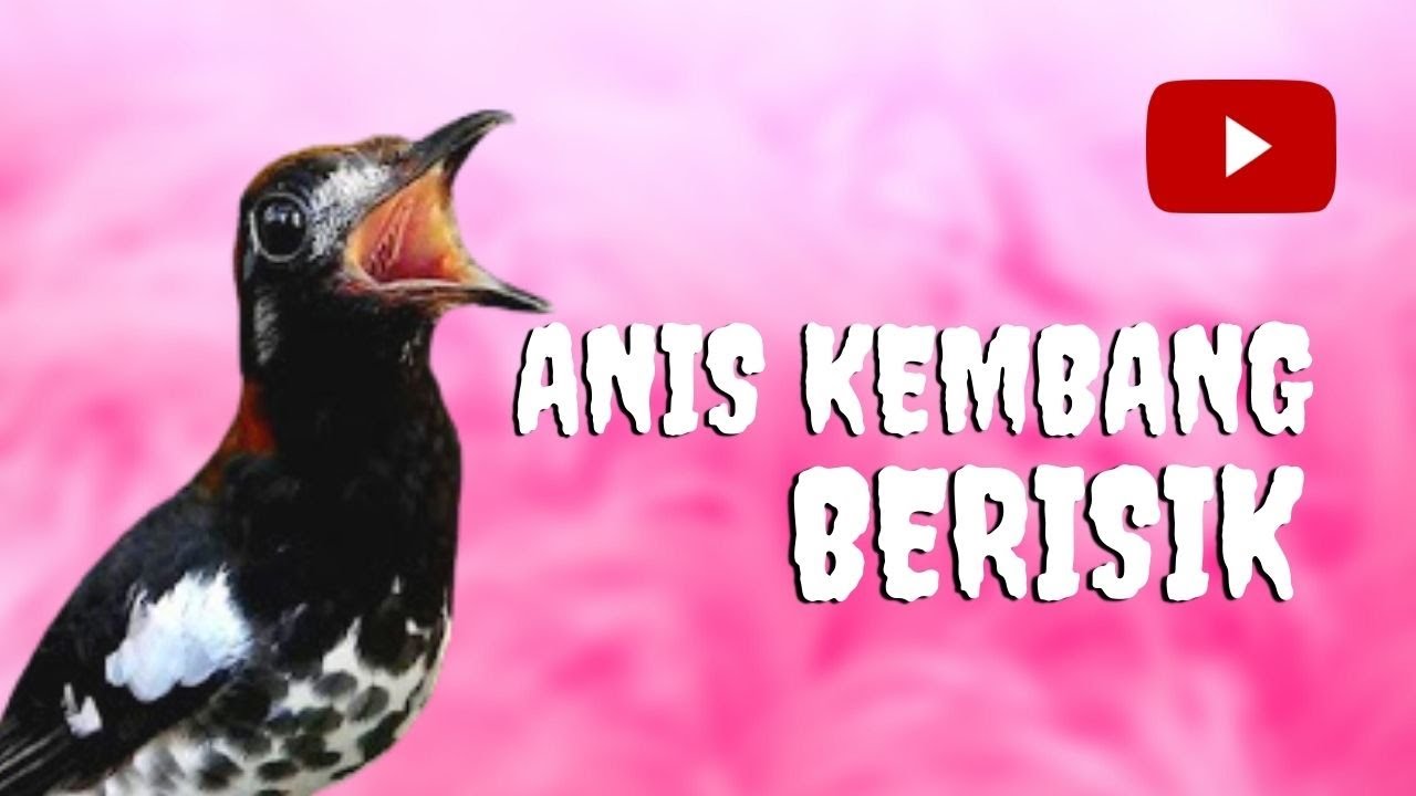 ANIS KEMBANG NGEPLONG - bersahutan ribut dan berisik
