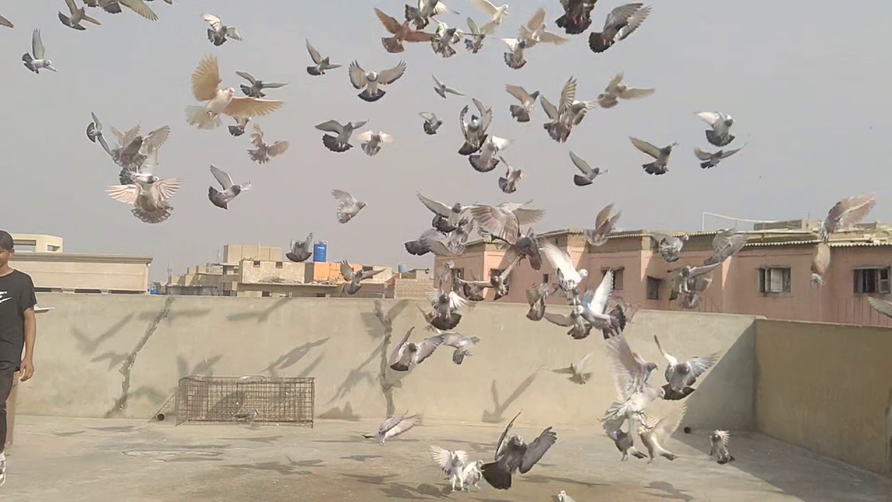 amir Bhai Asif Bhai 110 Gola Kabootar Best Lariyan 2021 | Gola Kabootar | pigeon left