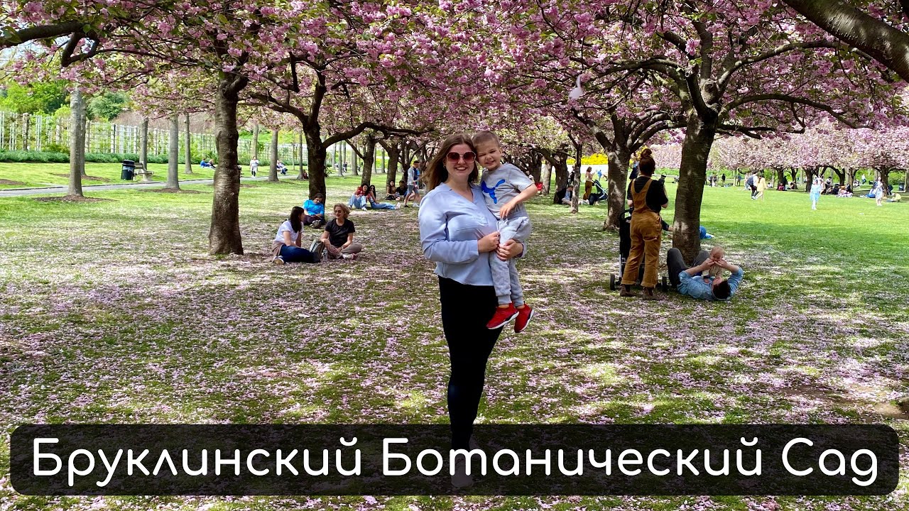 Бруклинский Ботанический сад Цветущая Сакура | Brooklyn Botanic Garden Sakura