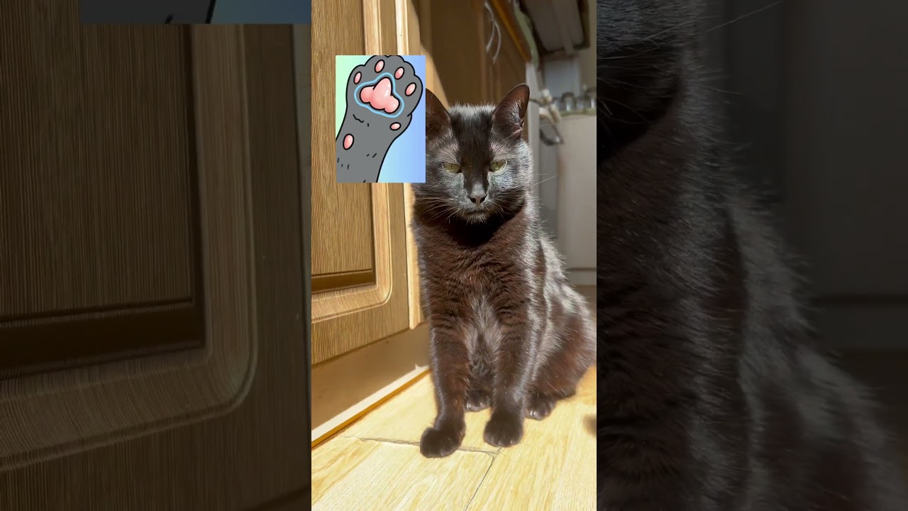 Cat Paw Pads: What Their Shape Reveals About Your Kitty’s Secret Personality!