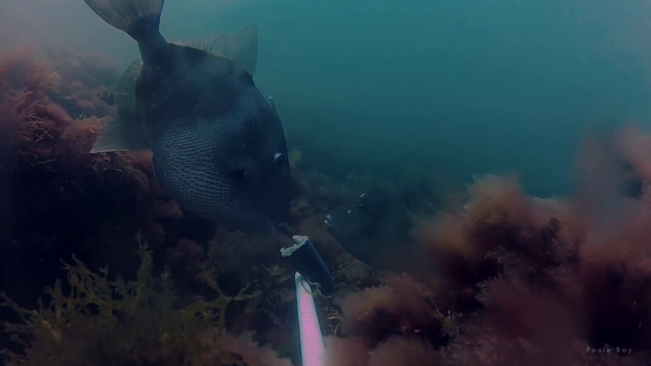 Marine Life of Poole Bay