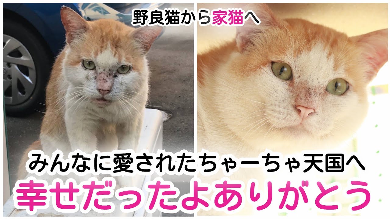 【一周忌】天国から見守っていてね、ちゃーちゃ