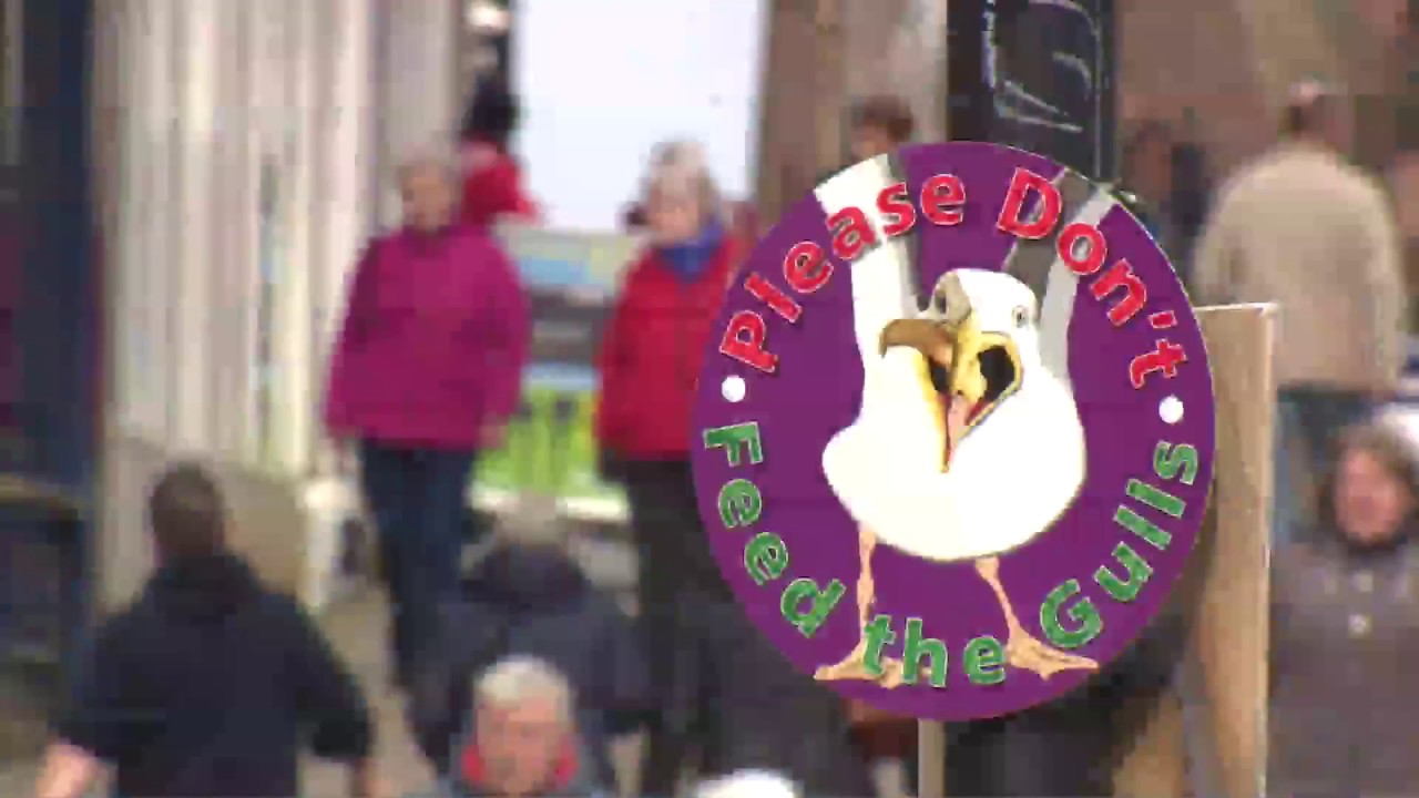Scheme to get rid of seagulls is hailed 'success'
