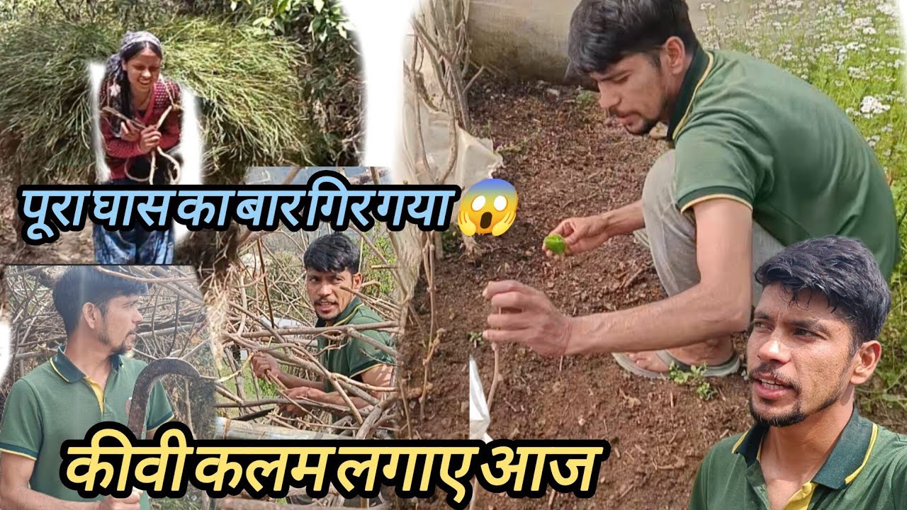 कीवी कलम लगाए आज || यह क्या हो गया मेरे साथ ||  @sanjuranapahadi2154 