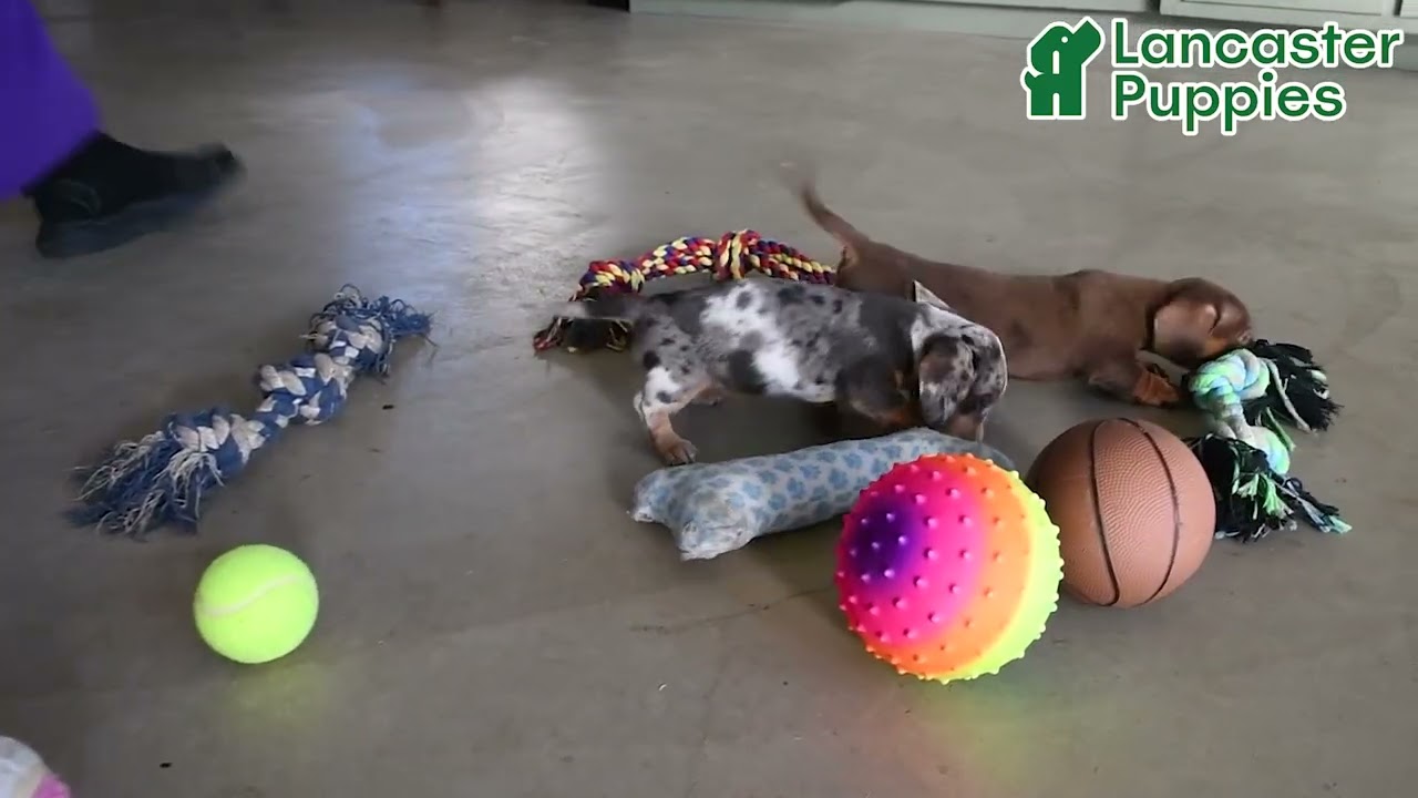 Friendly Miniature Dachshund Puppies