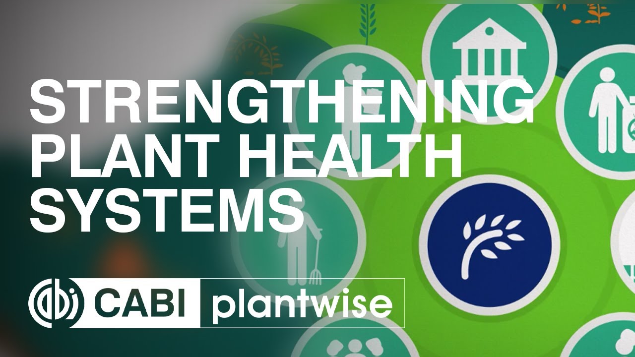 Plantwise - Strengthening plant health systems
