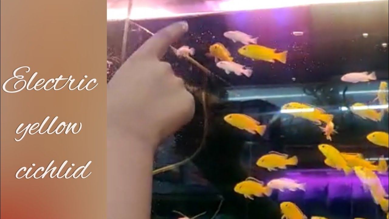 electric yellow cichlid/yellow cichlid amazing responses /fun time at aquatic store#shorts#cichlid