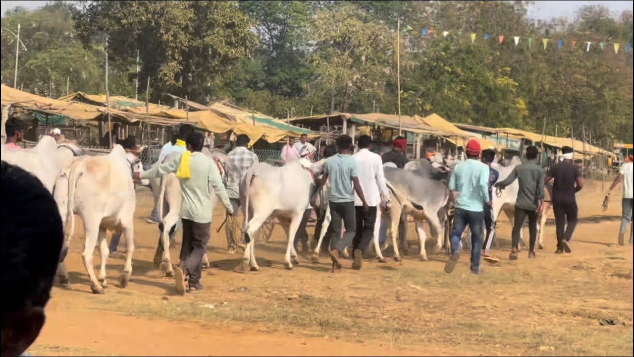 Sakoli aajh cha bail Jodi cha lat 