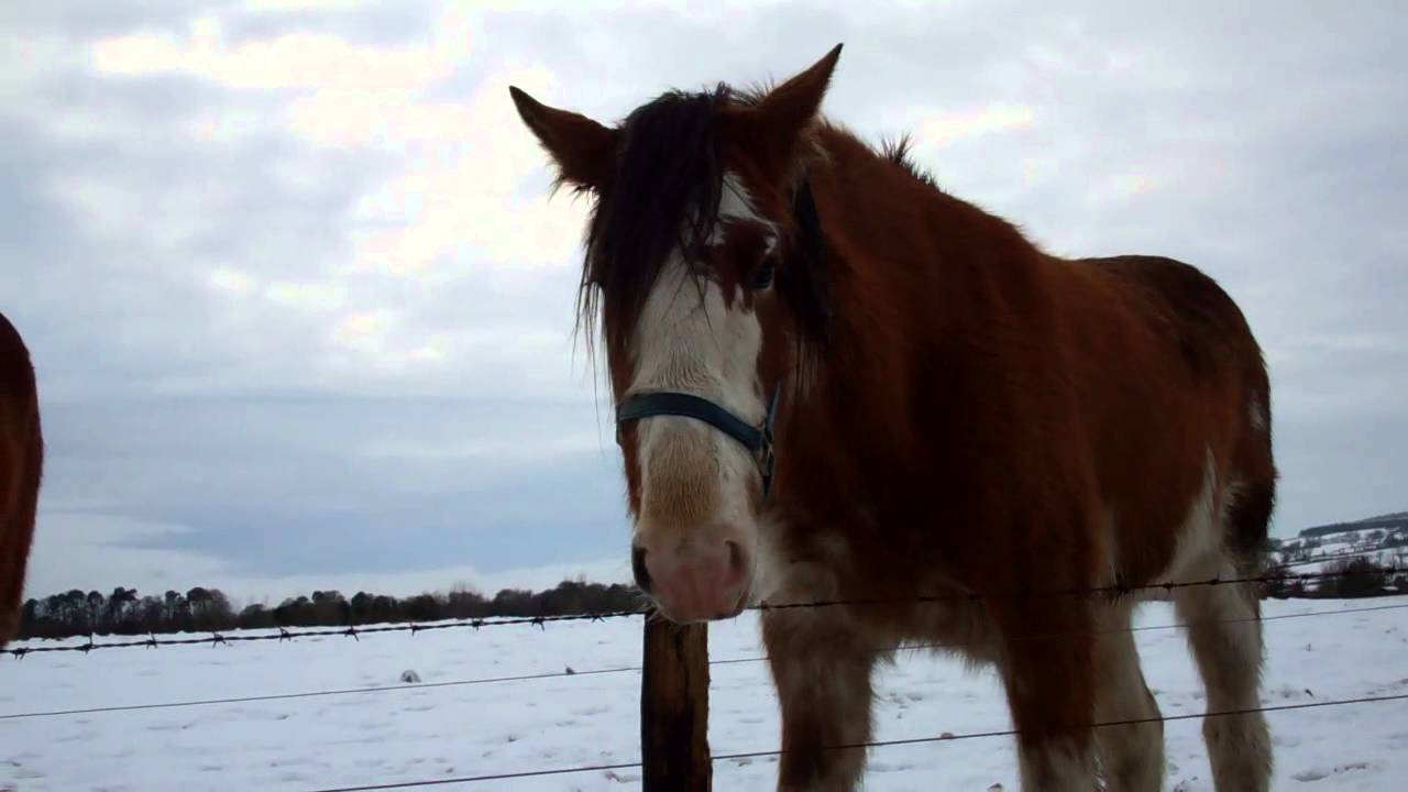 Winter Video Scottish Clydesdale Horses North Fife Scotland