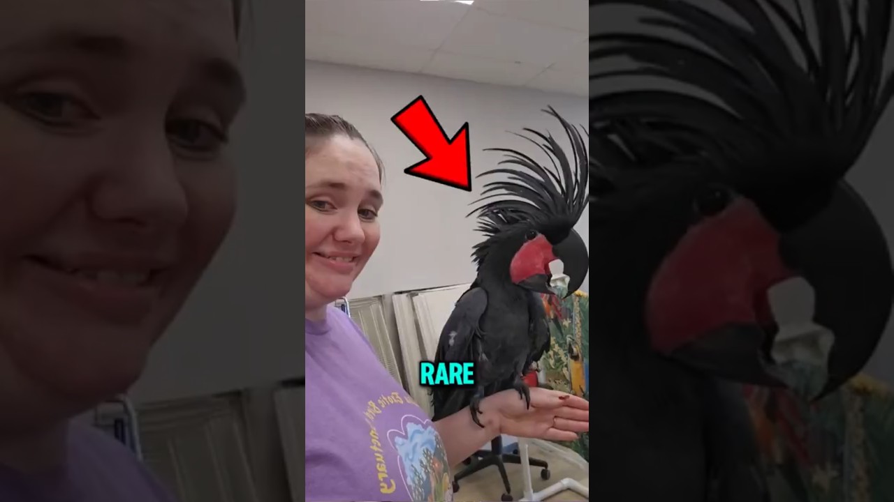 4 редкие птицы, которых вы, вероятно, никогда раньше не видели 😰