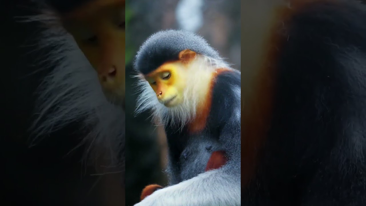 🌿🐒 The Most Beautiful Monkey in Vietnam! | Red-Shanked Douc Langur. #shorts