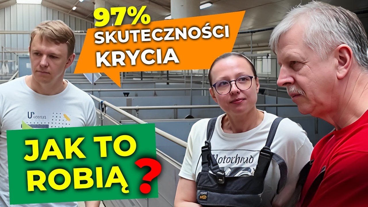 Ferma 90 000 warchlaków rocznie – jak działa ta hodowla świń? | Farmshop - Hoduj z nami