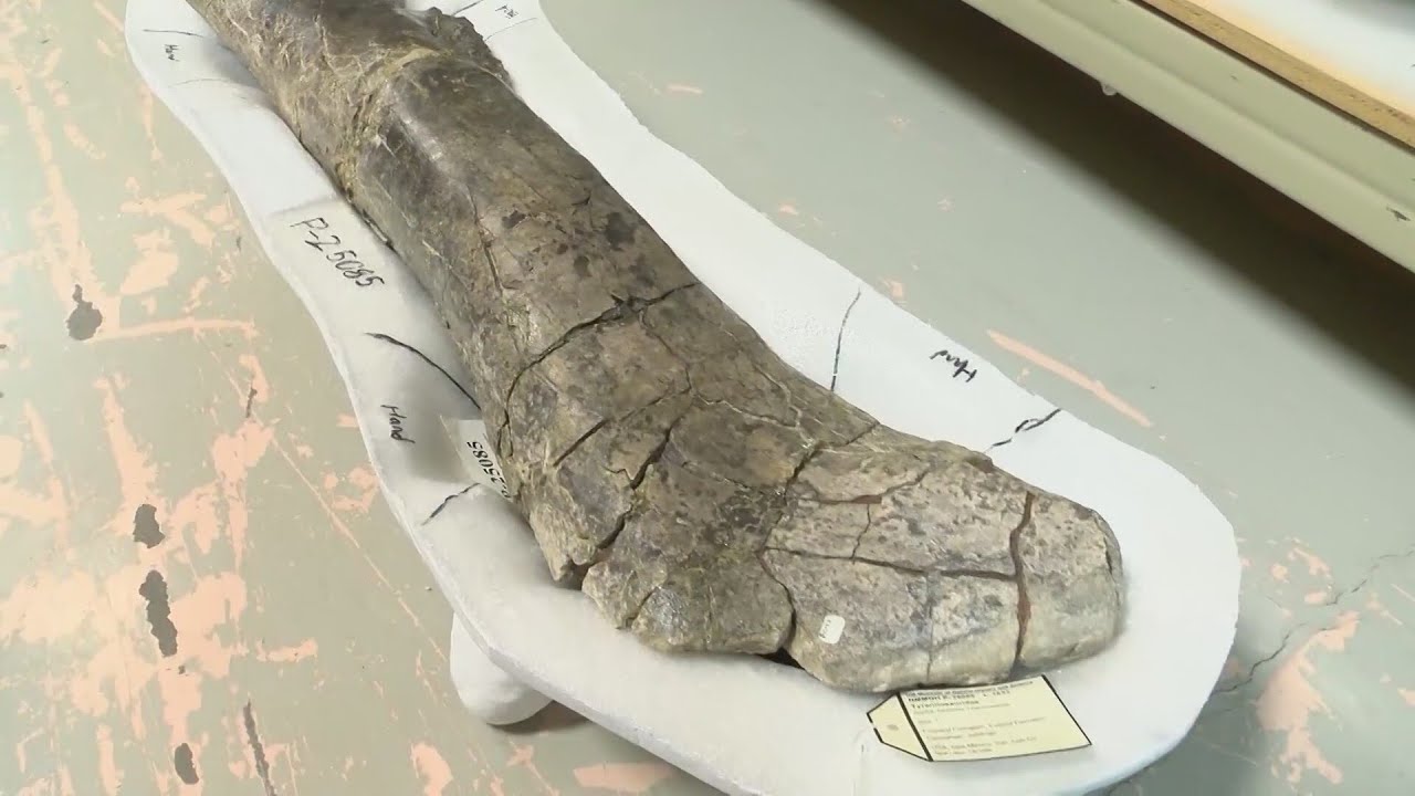 New Mexico fossil sparks new questions about Tyrannosaur origins