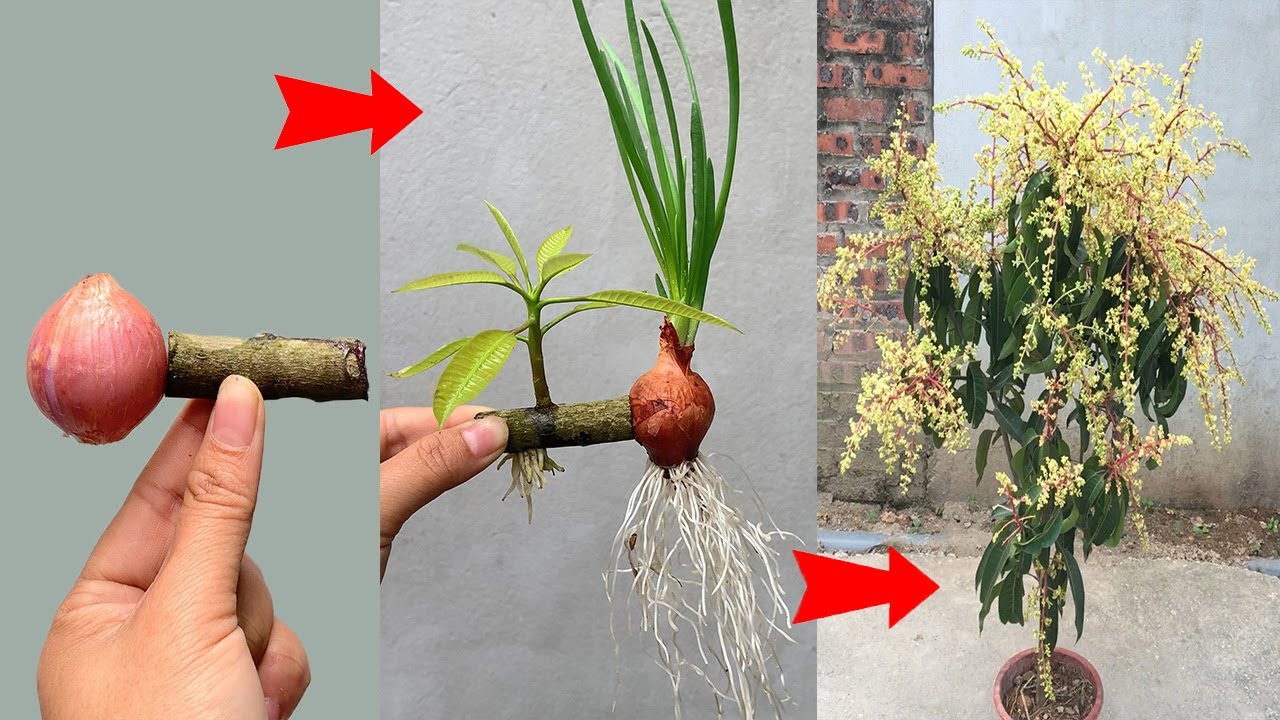 UNIQUE TECHNIQUE for propagating mango trees with onions, stimulating fruit production the fastest