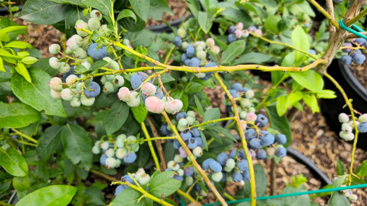 Kanadské borůvky - podzimní hnojení a úprava PH, podpora mrazuvzdornosti