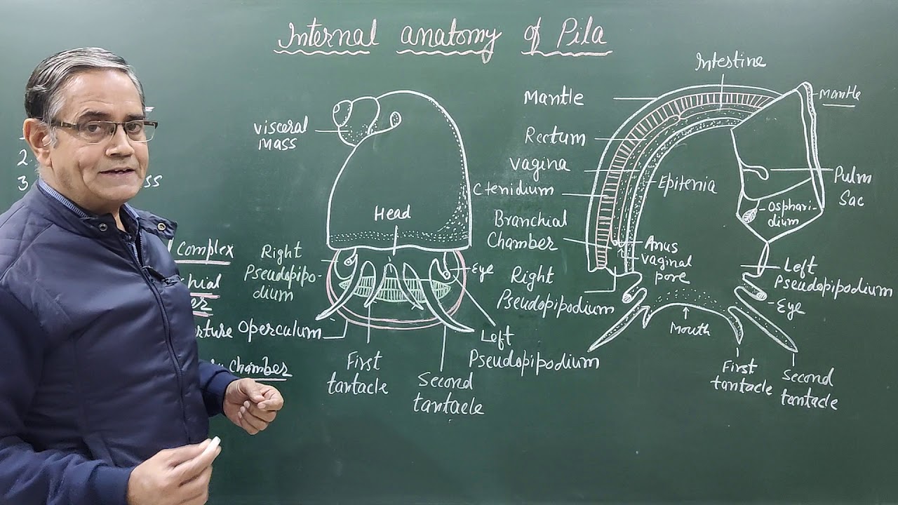 Internal Anatomy of Pila