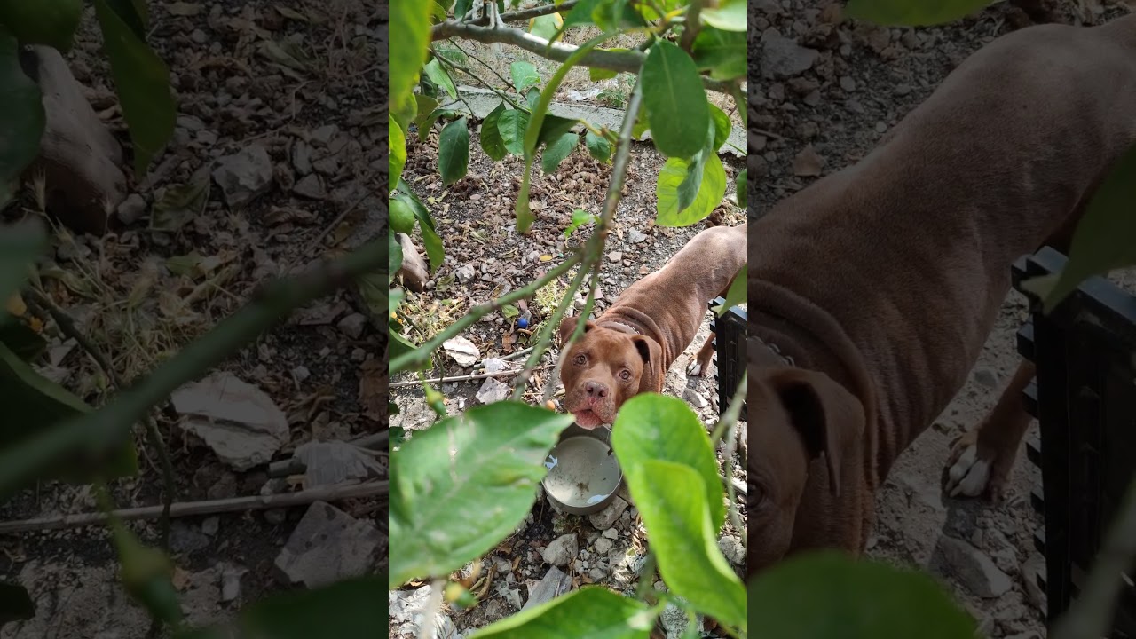 #Pitbull