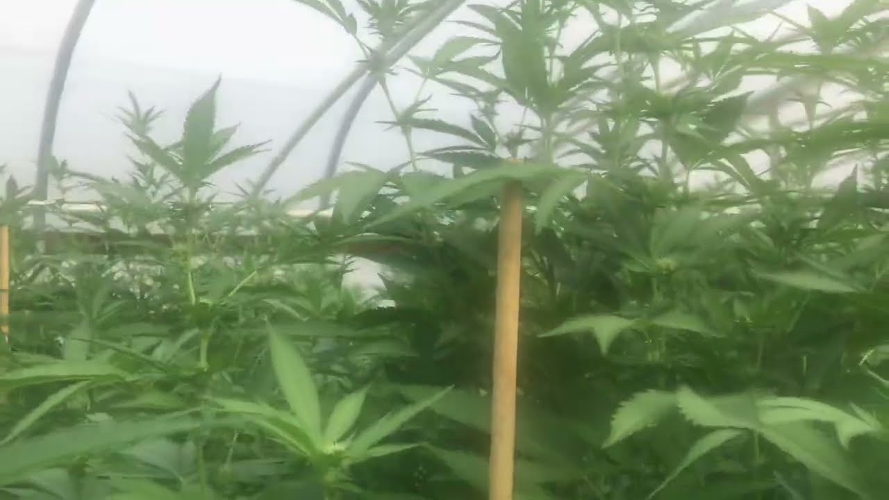 Growing Gelato 33 in Greenhouse (Light Dep) in NorCAL...