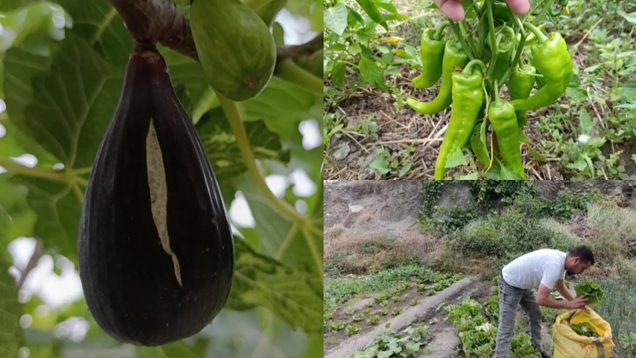 الله بارك اجيو تشوفو خيرات واد غيس إقليم الحسيمة الفلاح التقليدية#اكسبلور