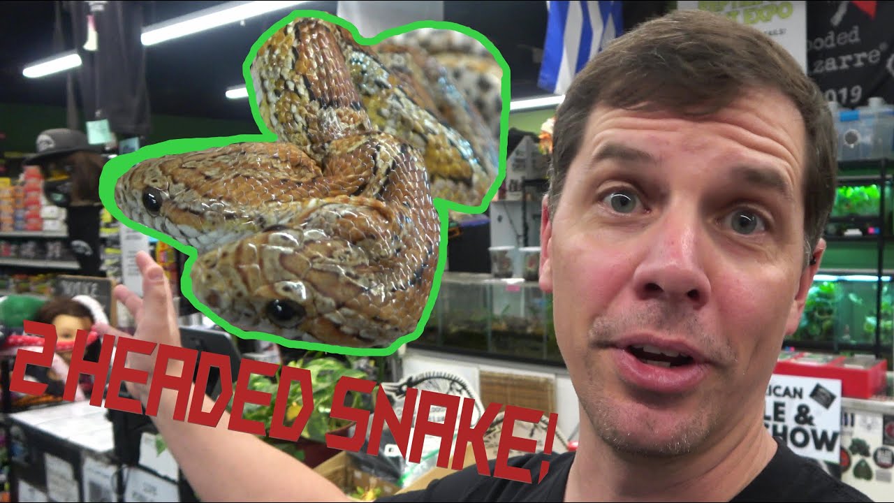 Cold Blooded & Bizarre Store Tour 2025