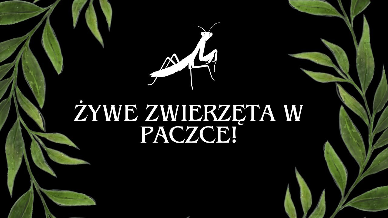 3. ŻYWE zwierzęta w paczce!