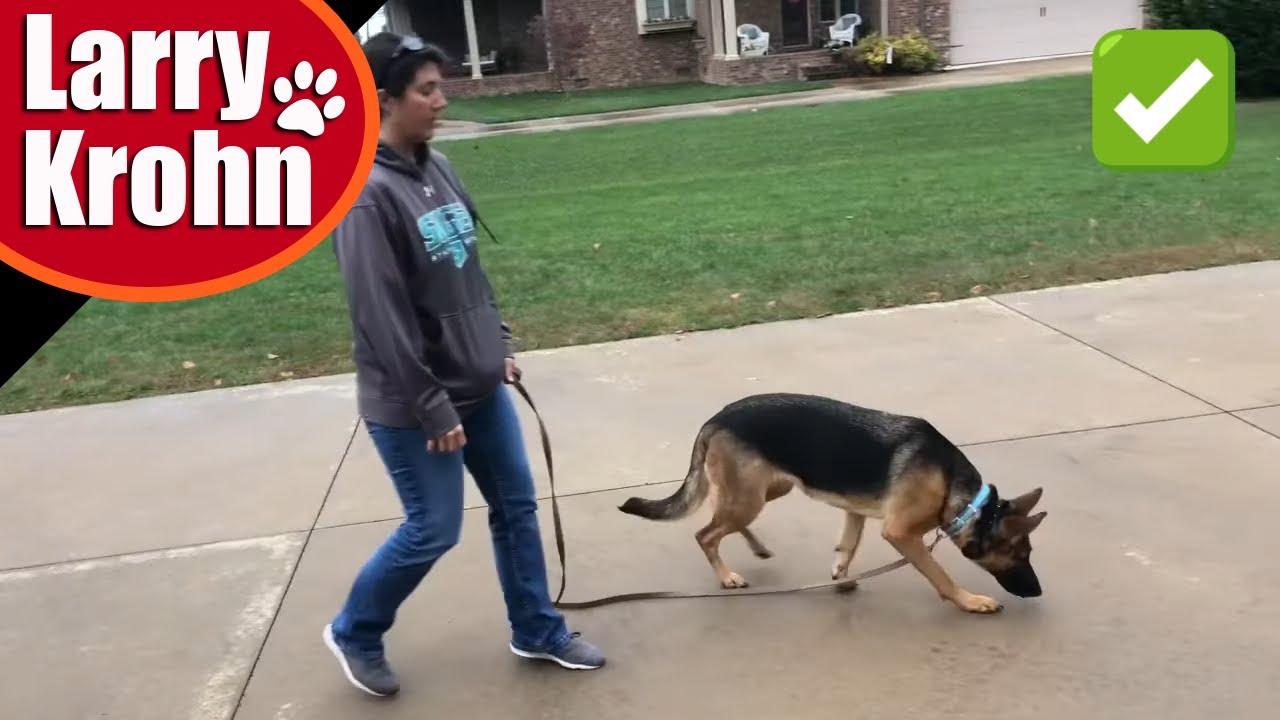 German Shepherd first e collar session