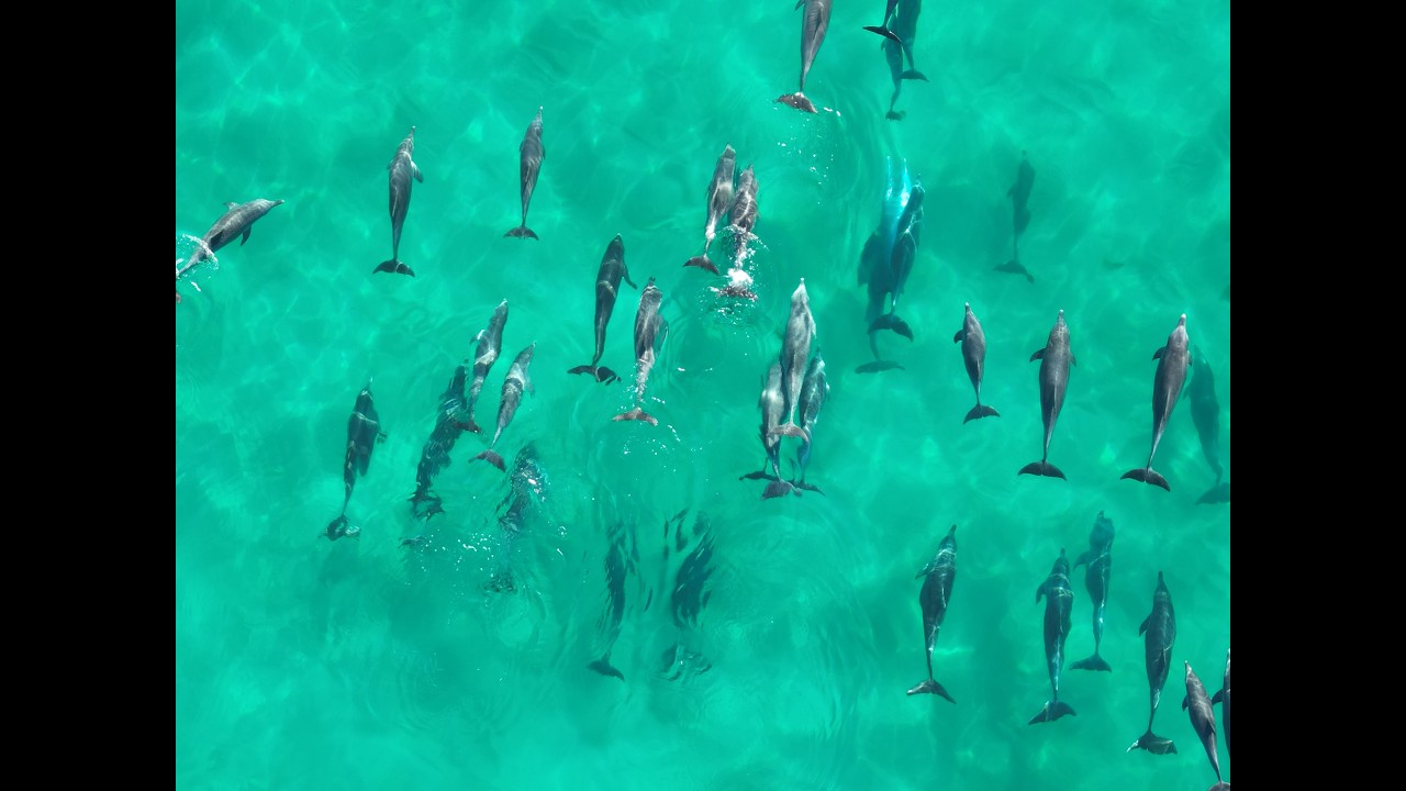 Dolphins at Magenta