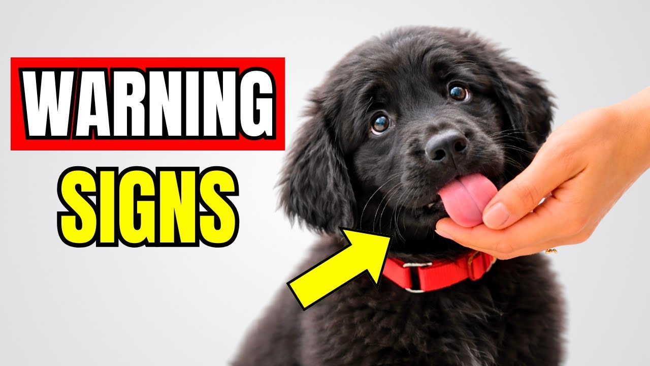 9 Signs Your Dog ACTUALLY Dislikes You!