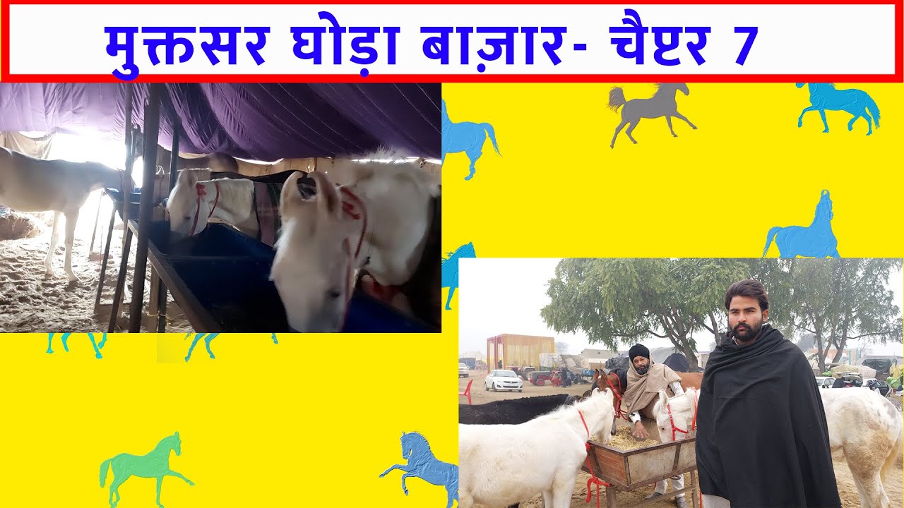 मुक्तसर घोड़ा मेला मंडी 2024 पार्ट 7 Horses For Sale मुक्तसर घोड़ा बाज़ार ਮੁਕਤਸਰ ਮਾਘੀ ਮੇਲਾ Horse Video