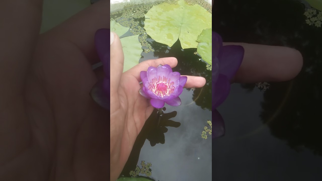 first blooming MAP water lily 