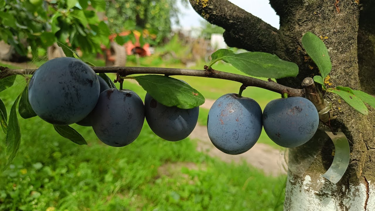 Слива Каліпсо. Сигналки
