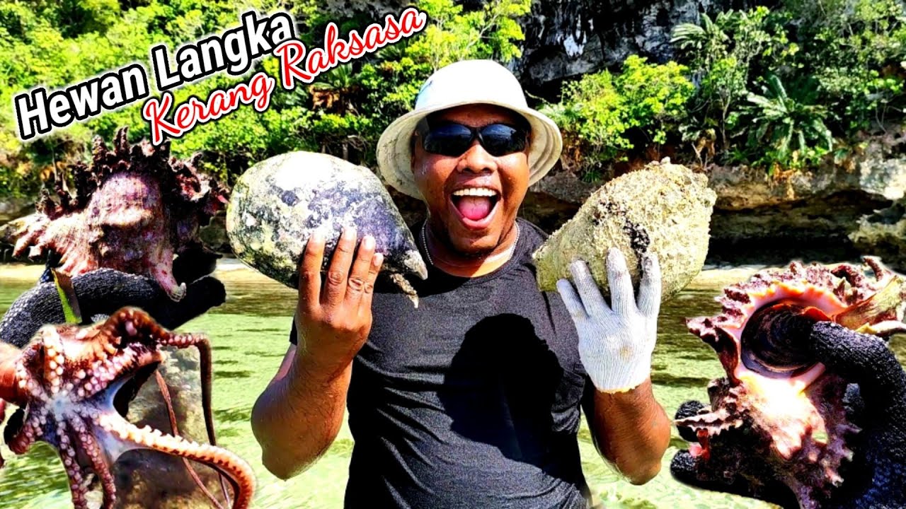 banyak Hewan laut Langka, BULE IKUT Berburu GURITA, KERANG LANGKAH SAAT AIR SURUT