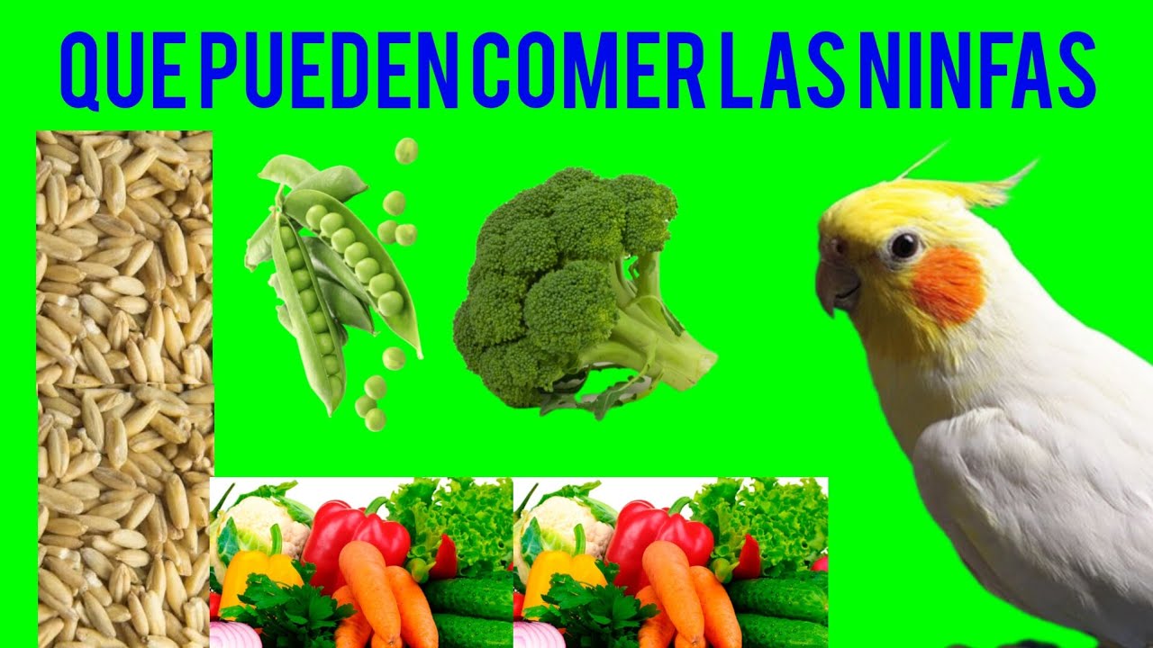 ✅ Esto es lo que puede comer una ninfa #ninfas #comida #aves