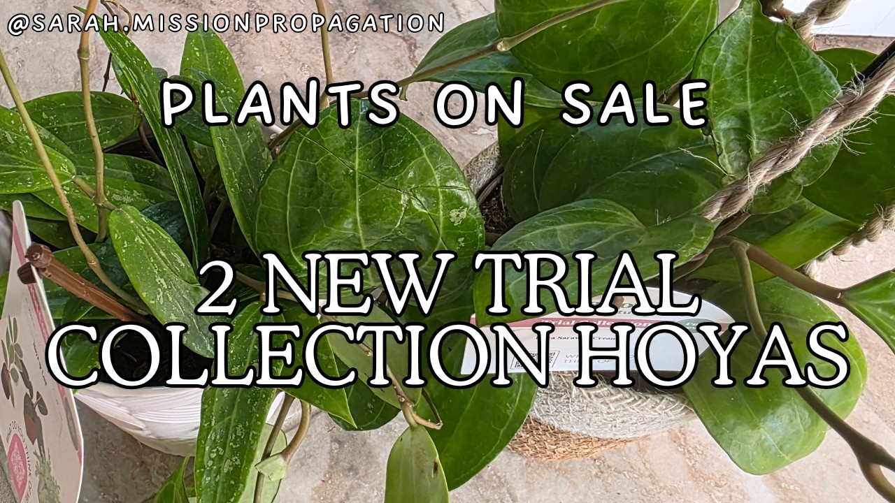 2 New Trial Collection Hoyas @ The Home Depot