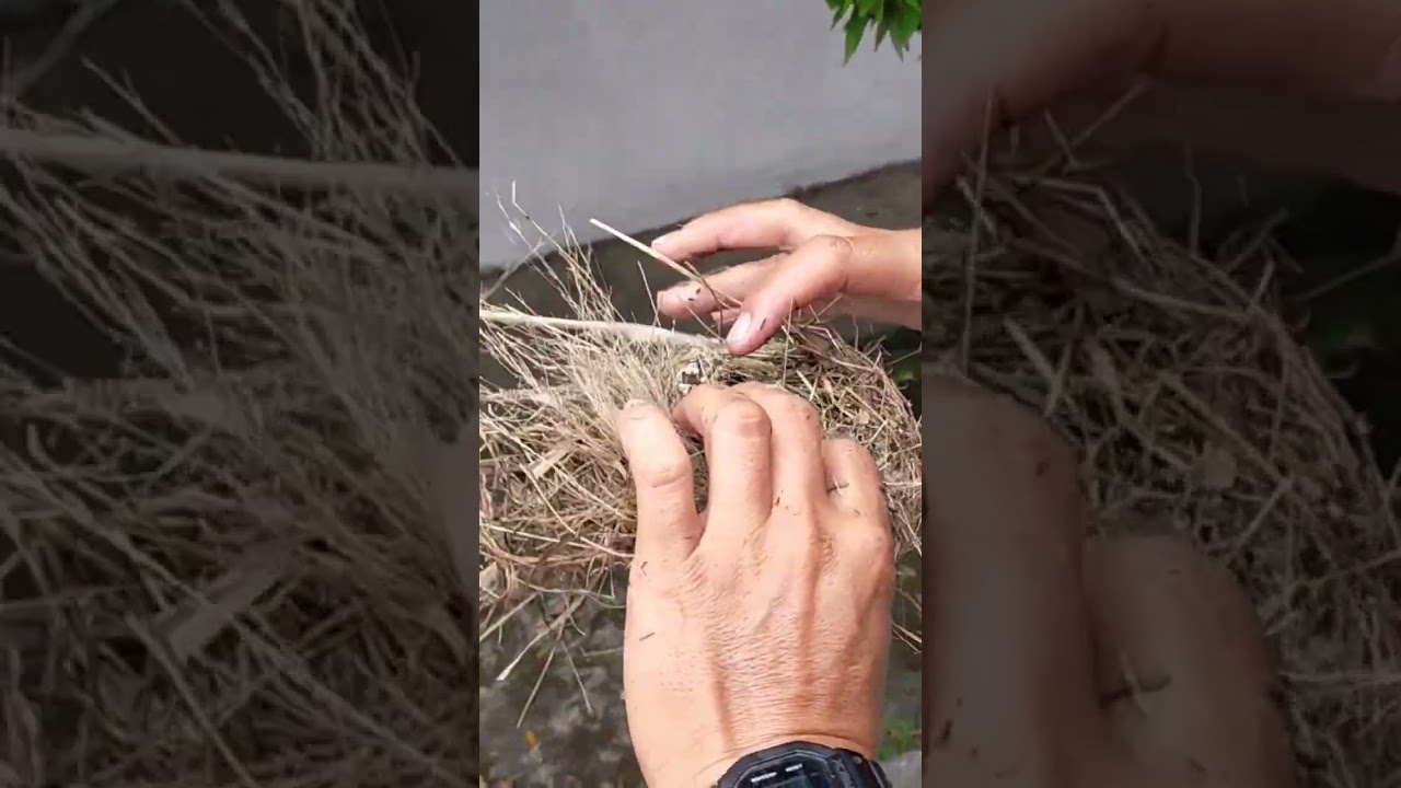 panen burung emprit