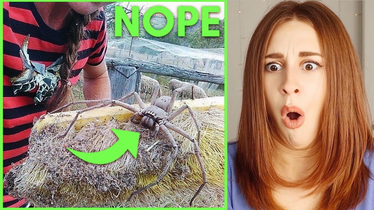 Times Nature Made Us Say NOPE - REACTION