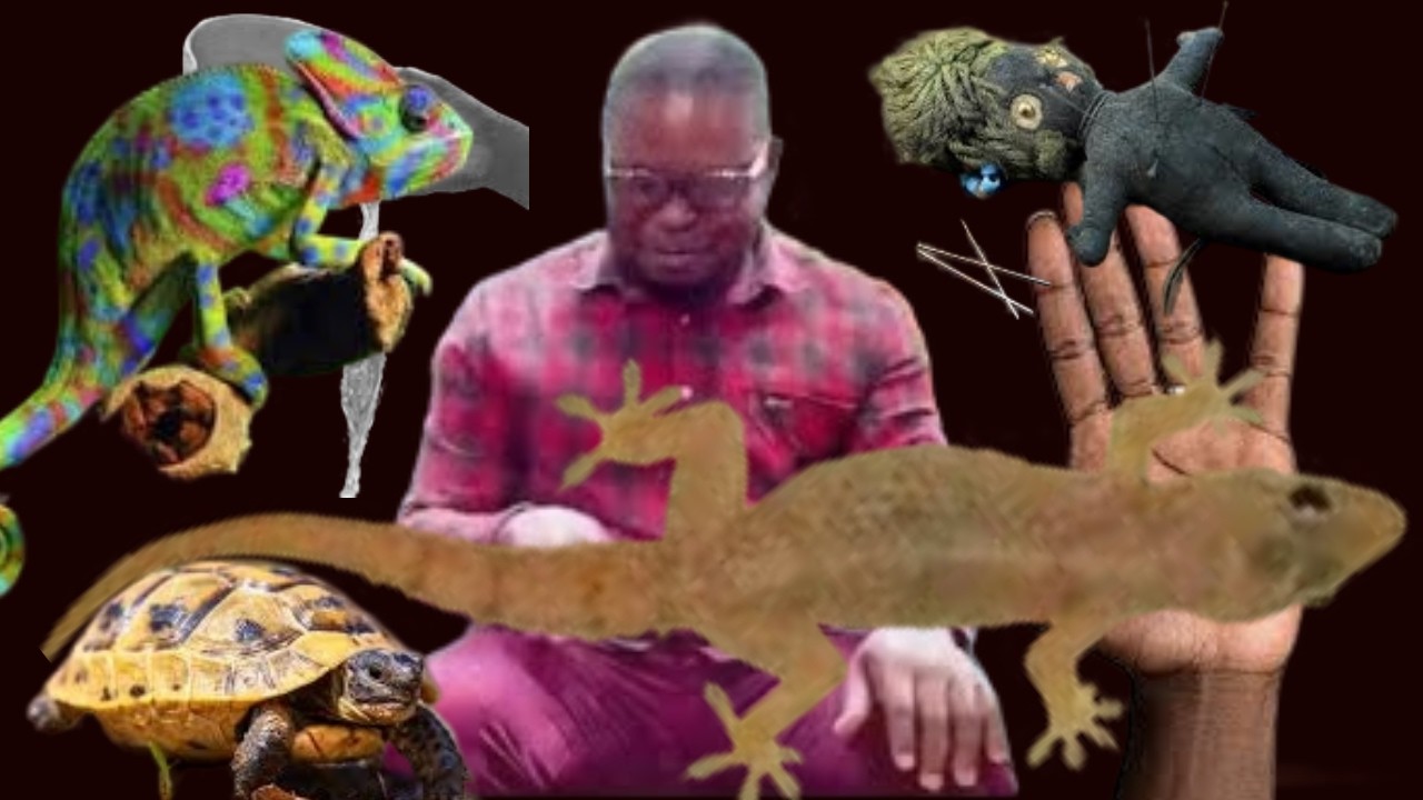 Spiritual Meaning Of Killing Wall Gecko In The House, And How To Use It For Protection ,Dr.Sarba.