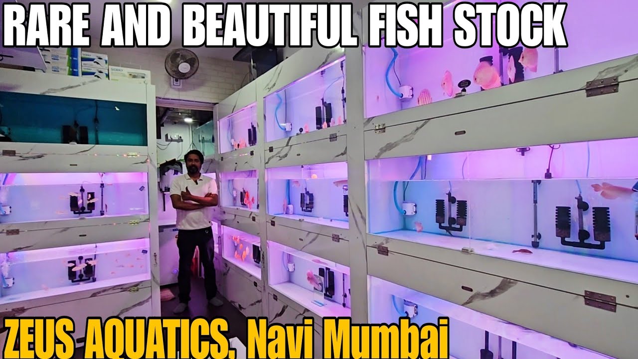Rare & Beautiful Aquarium Fish at Zeus Aquatics | Full Shop Tour 