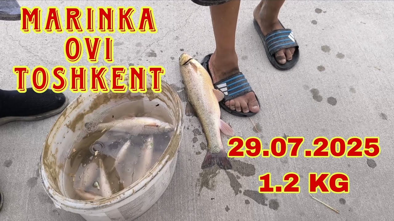 Marinka ovi Toshkent 29.07.2025.  Рыбалка в Ташкенте 29.07.2025. Балки ови