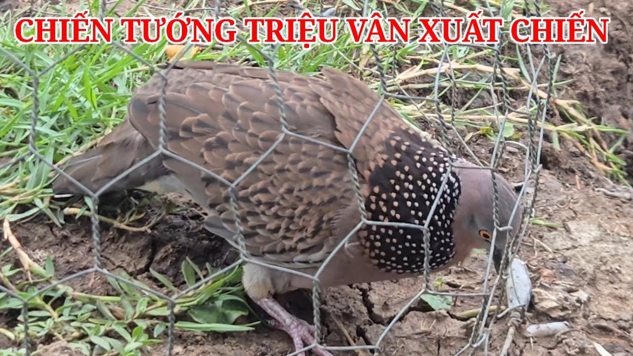 Kiểm tra 2 chiến tướng xuất chiến ae cần alô  (  Huy 69 zalo 0913 3000 11 ) clisp 979