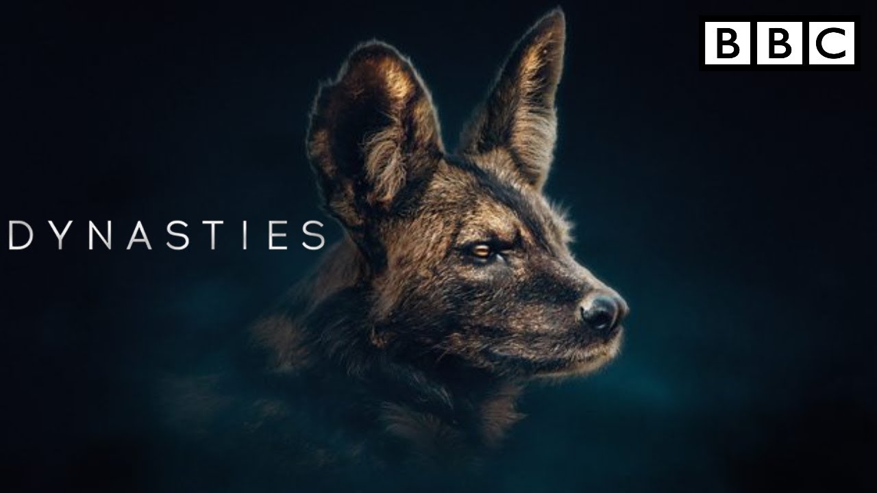 BBC America Dynasties wild dogs | BBC Dynasty trailer | Painted Wolf | Episode 4 - The Rebel
