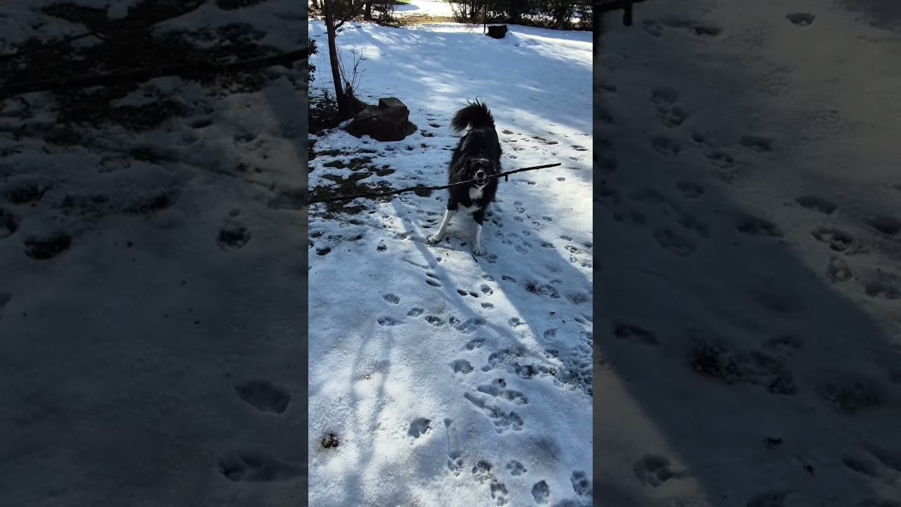 Walk Softly and Carry a Big Stick  #jazzi #bordercollie #bordercollielovers