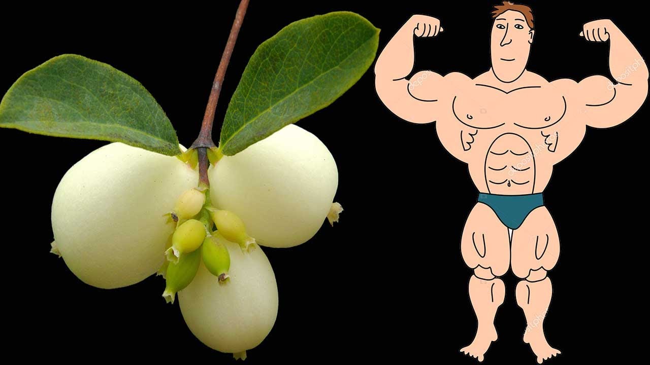 Let See What Happened In Your Body If you Use This Snowberry