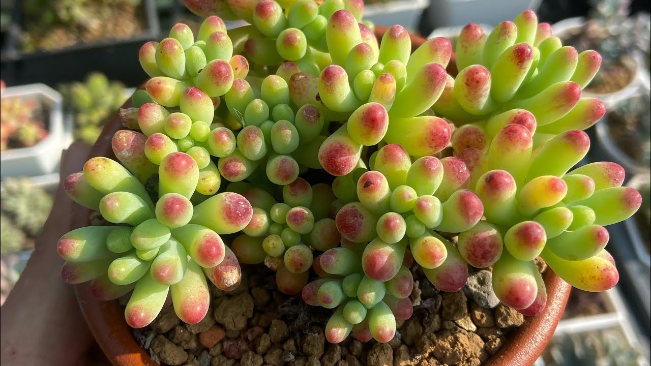 劉家花園— 多肉植物基礎養護系列 ｜繁殖、砍頭完整教學