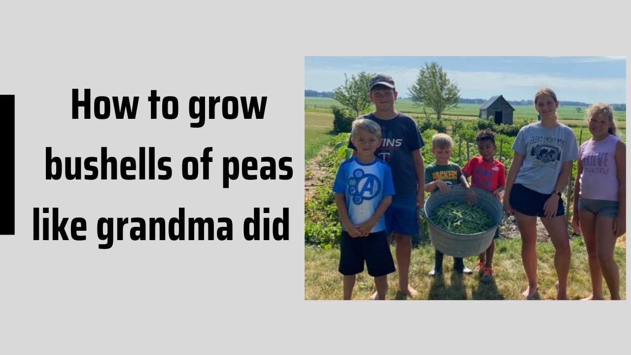 How to grow bushels of peas!