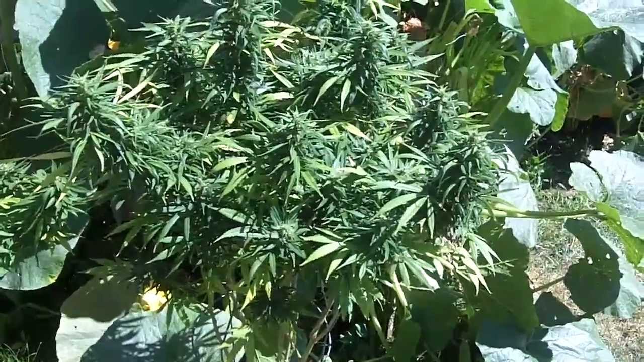 Outdoor Purple Kush and SAGE